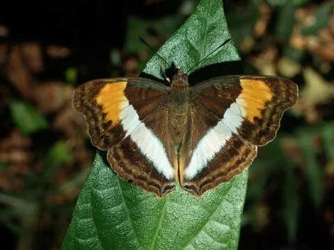 Pretty butterfly on leaf Foto stock