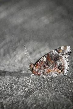 Pretty Butterfly Stock Photos