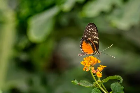 Pretty butterfly Stock Photos