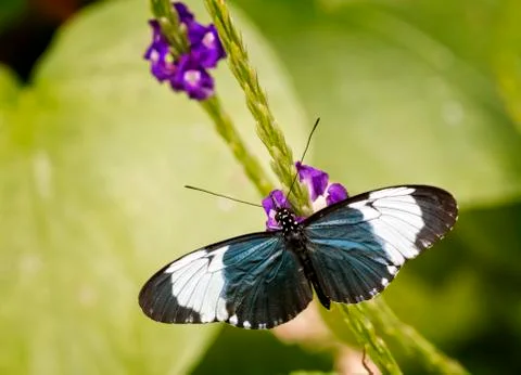 Pretty butterfly Stock Photos