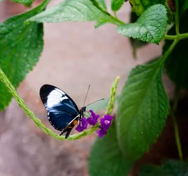 Pretty  butterfly Stock Photos