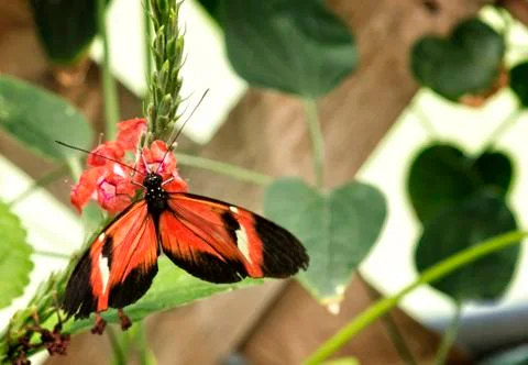 Pretty butterfly Stock Photos
