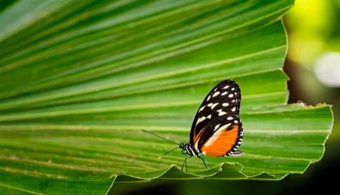 Pretty butterfly Foto stock