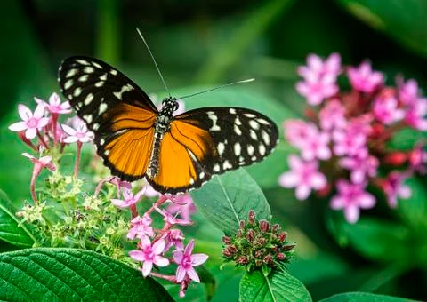 Pretty butterfly Stock Photos