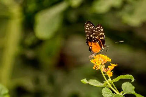 Pretty butterfly Stock Photos