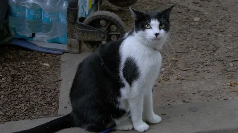Pretty Cat In The Central Business District (CBD) In Sydney, Australia Stock Footage 158916073