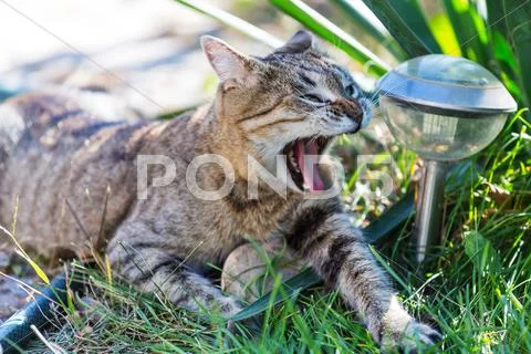 Pretty cat. Close-up shot. Stock Photos