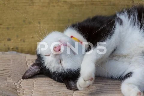 Pretty cat. Close-up shot. Stock Photos