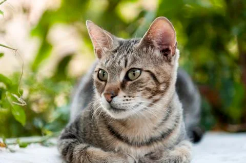 Pretty cat is looking Stock Photos