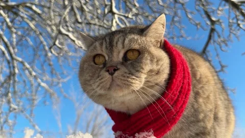 Pretty cat looking at the snow. Stock Footage 342787015