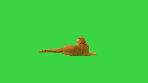 Pretty cat lying and waving his tail on a Green Screen, Chroma Key. Vidéo 184003389