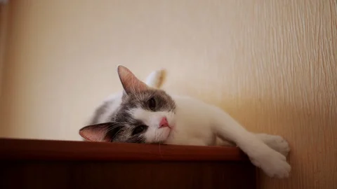 Pretty cat lying on the closet Video stock 105848050