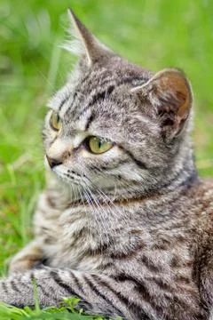 Pretty Cat or Kitten, Lying in Grass, Outdoor Shot at Sunny Summer Day Stock Photos
