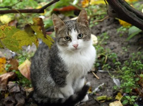 Pretty cat 写真素材