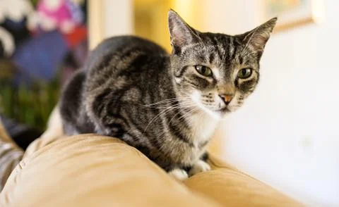 Pretty cat Stock Photos