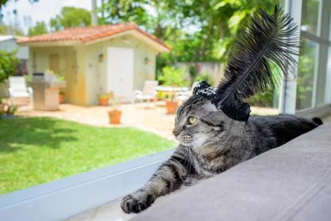 Pretty cat Stock Photos