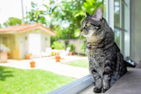 Pretty cat Stock Photos