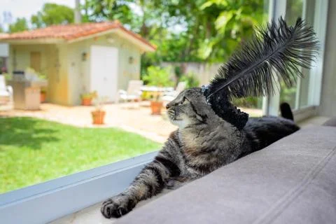 Pretty cat Stock Photos