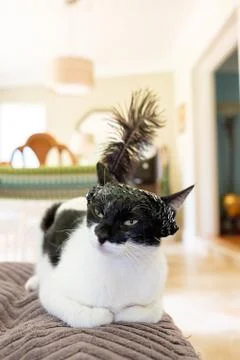 Pretty cat Stock Photos