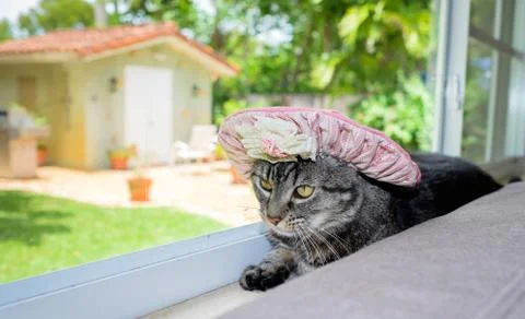 Pretty cat Foto stock