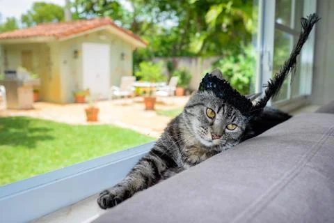 Pretty cat Stock Photos