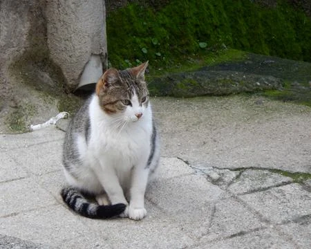 A pretty cat posing on the street Stock Photos