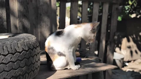Pretty cat sitting grooming itself licking its paw with its tongue out  Stock Footage 211821907