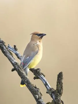 Pretty cedar waxwing on a branch. Stock Photos