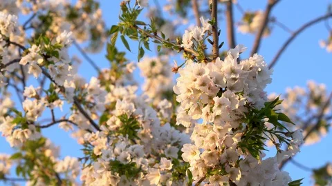 Pretty Cherry Blossoms in the Sunset in Umekoji Park, Kyoto, Japan - 4K UHD Stock Footage 106943785