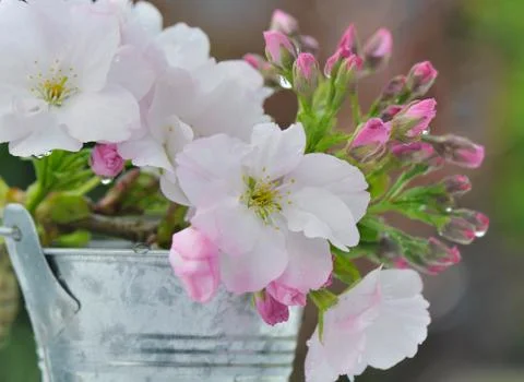 Pretty cherry flowers Stock Photos