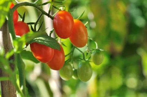 Pretty cherry tomatoes Stock Photos