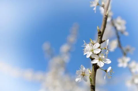 Pretty cherry tree flowers Stock Photos