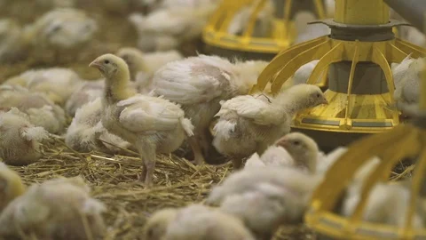 Pretty chicken drinking water and seeking food on hay bedding in hennery Stock Footage 99275950