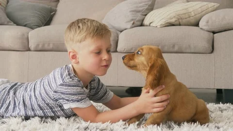 Pretty child boy lying on the floor and hugs little cocker spaniel puppy dog Stock Footage 157921069