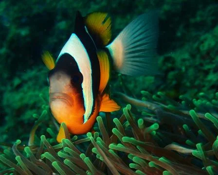 Pretty clownfish facing the camera Stock Photos