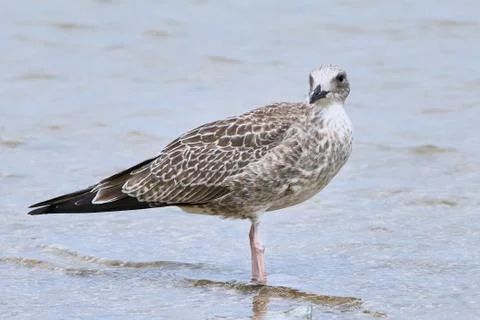 Pretty common gull Stock Photos