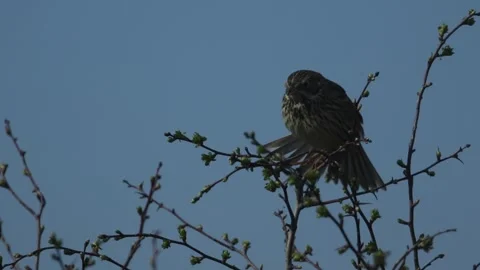 A pretty Corn Bunting, perched on a branch of a Hawthorn tree. Vídeo Stock 140450957