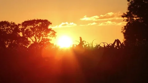 Pretty Corn Field With Single Oak Tree Stock Footage 74581213