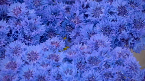 Pretty cornflowers on display inside Stock Footage 65314572