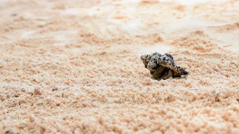 Pretty crab walking on the beach Stock Footage 155586261