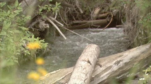 Pretty Creek Video stock 110547