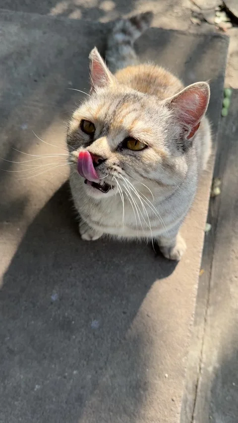 Pretty curious cat Video stock 282846206