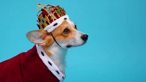 Pretty cute corgi dog wearing red and white royal costume with mantle and cro Stock Footage