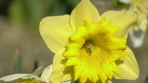 Pretty daffodils in the garden in spring 스톡 동영상 176977657