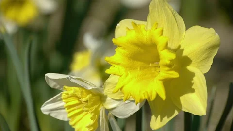 Pretty daffodils in the garden in springtime Stockbeeldmateriaal 176980055