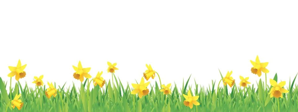 Pretty daffodils for spring Stock Illustration