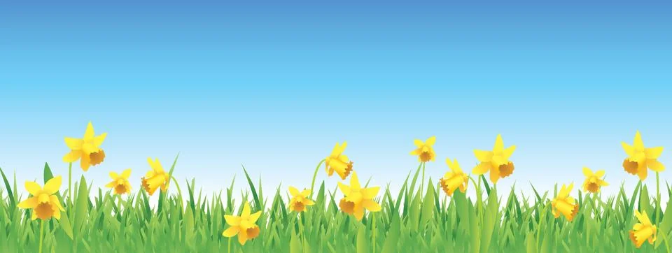Pretty daffodils for spring Stock Illustration