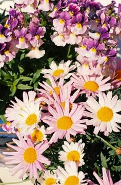 Pretty daisies close up Stock Photos