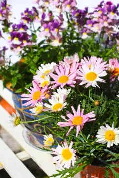 Pretty daisies close up Stock Photos