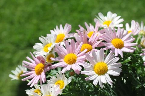 Pretty daisies close up Stock Photos